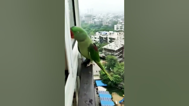 talking parrot mummy #cuteparrotshorts #popat