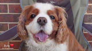 Our Cute Dog, Bailey  | Compilation #cavalierkingcharlesspaniel