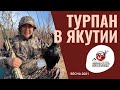 Охота на турпана в Якутии/ Сезон 2021