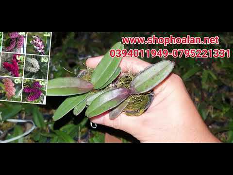 tiếp tục về ngọc điểm thái giống 5 màu, đen rô 4 màu và catttalya 5 màu giá rẻ 0394011949-0795221331