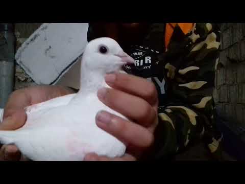 نمایش کبوتر ها با داش علی