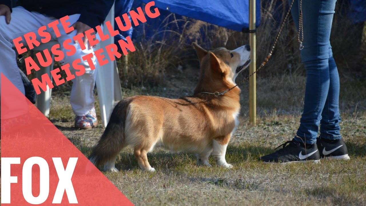 Hundeausstellung: Was vorher üben?| Hundeausstellung Training | Fox ...