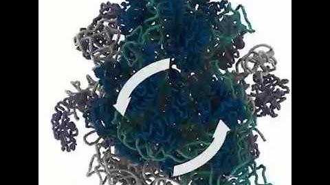 Molecular Flexibility Guides Collective Rearrangements in the Ribosome