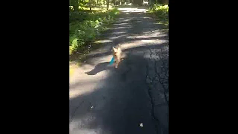 My puppy's broken leg 🤕🤕🤒