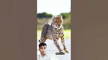 mr beast Vs tiger 🐅 #automobile #mrbeast#gaming#ytshorts #funny#tbt #comedy #facts #trending#growth