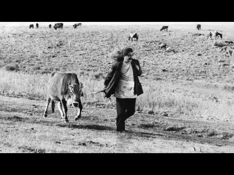 THE COW  |  گاو‎, Gāv  |  1969 film iran