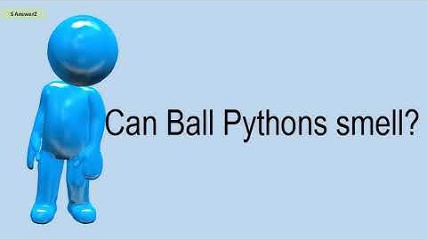 Can Ball Pythons Smell?