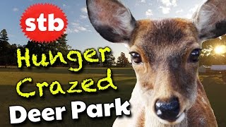 deer in nara park things to do in nara japan visit japanese bowing deer at the deer temple