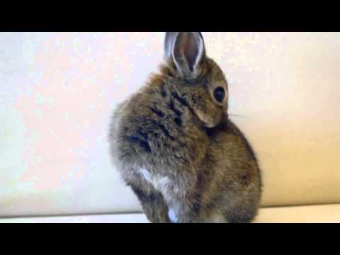 baby-bunny-cute-funny-rabbit-music-video-|-baby-music-funny