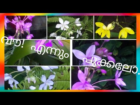 Video: Orchid Inamaanisha Nini Kama Maua