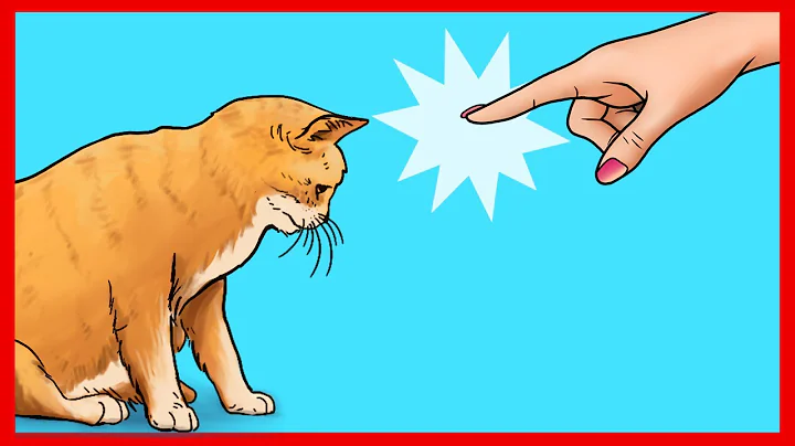 21 Ways You Are Hurting Your Cat Without Realizing - DayDayNews