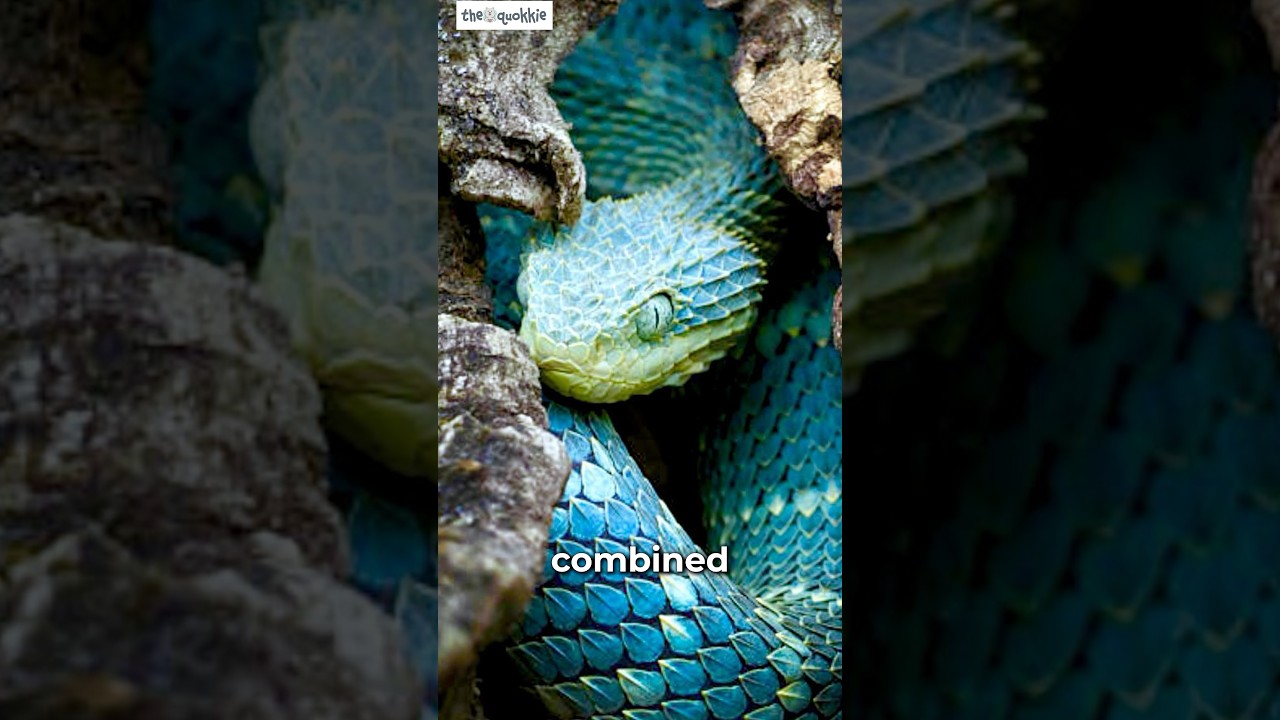 Dragon snake-Bush viper V 1.2