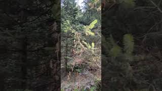 Поход,горное приключение #shorts #healthylifestyle  #mountains #autumn #nature #view #hiking