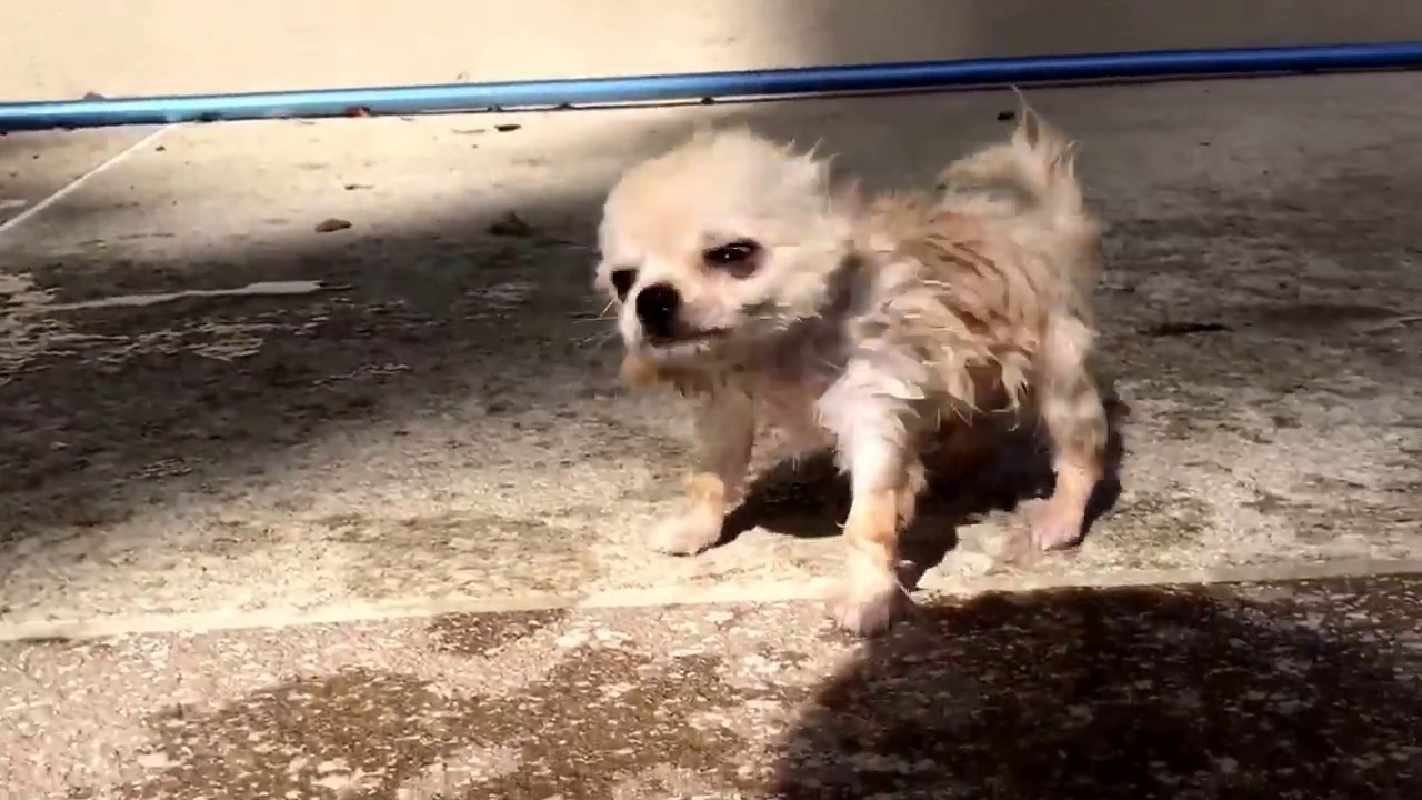 This Chihuahua Puppy Who Thinks Shes A Goat is Hilariously Adorable forecast This Chihuahua Puppy Who Thinks Shes A Goat is Hilariously Adorable advise