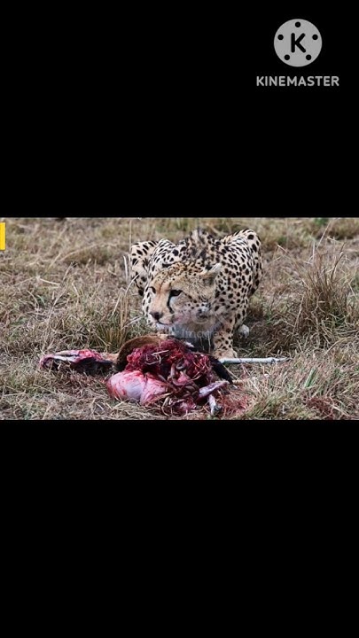 cheetah prey 🦌deer #viral #trending #shortfeed #cheetah #lion #animals ...