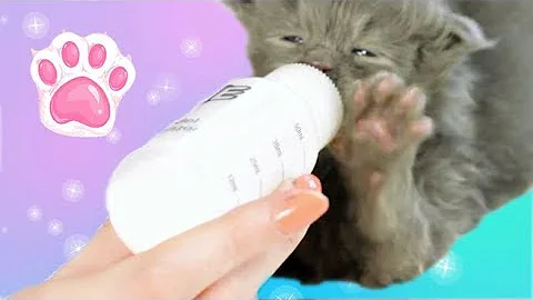 Video 836121: feeding maine coon kitten, maine coon kitten born, baby maine coon kitten, cute maine coon kitten
