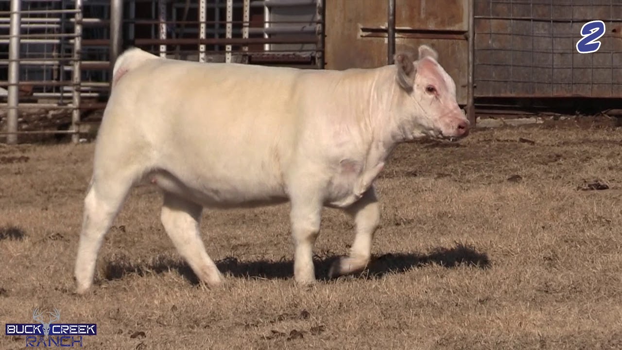 2 Buck Creek Ranch Online Sale YouTube