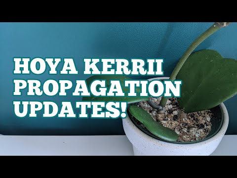 Video: Hoya Kerry (30 Foto): Merawat Bunga Di Rumah. Deskripsi Hoya 