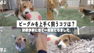 【beagle】Any tips on how to take care of a beagle? It's been a week since KAISEI came to our house.