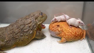 Huge Pacman Frog &amp; Giant African Bullfrog Eats Mice | Warning Live Feeding