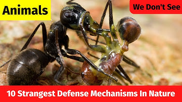 Animals 10 Strangest Defense Mechanisms In Nature | World top 10