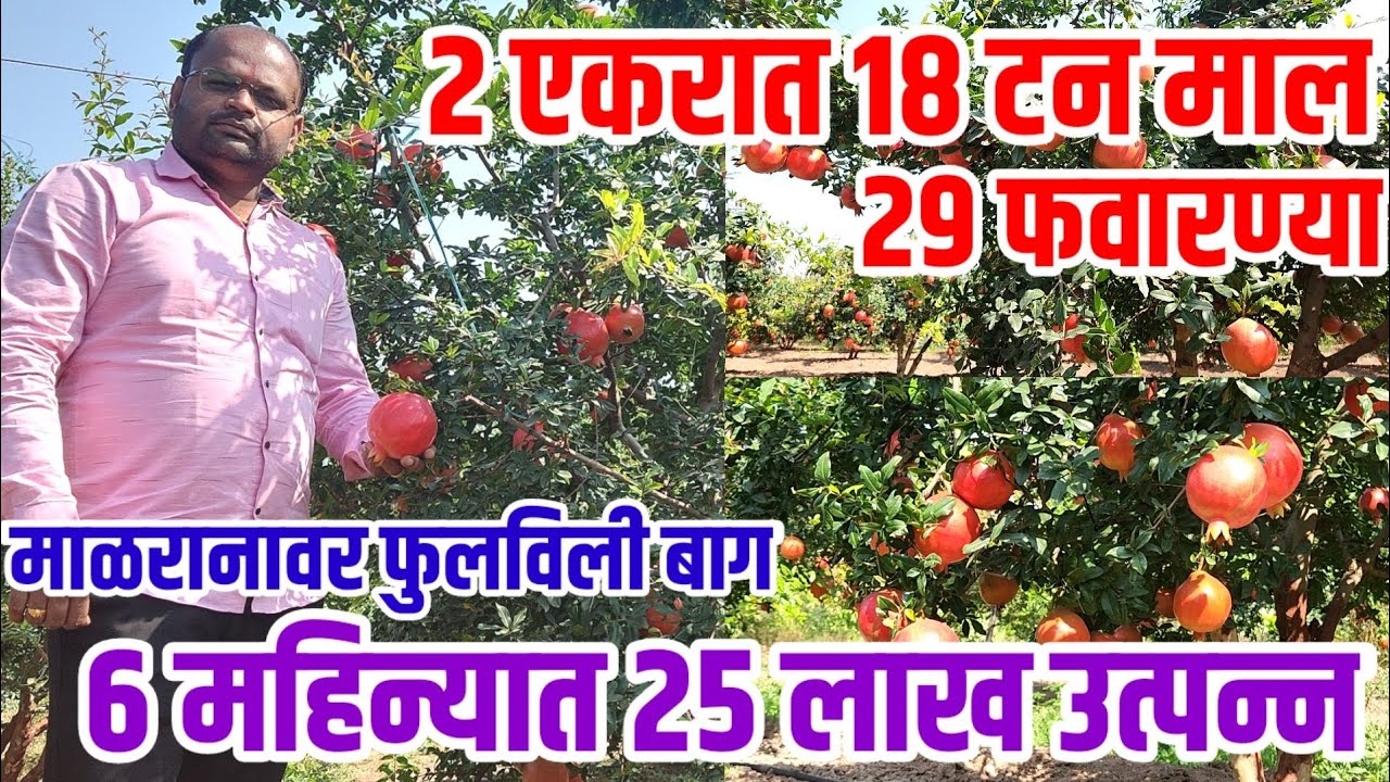 माळरानावर फुलली डाळिंब शेती,2 एकरात 18 टन माल,6 महिन्यात 25 लाख उत्पन्न #dalimb_sheti vision varta