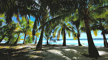 #ocean coconut tree