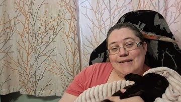 Playing Detective With Rabbit Color Genetics - Deli the Black Rex Rabbit