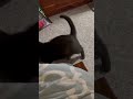 Smokey Chasing a red dot in circles with OIIA OIIA spinning cat audio