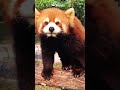 This Red Panda Knows The Camera | iPanda #shorts
