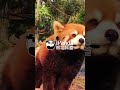 This Red Panda Knows The Camera | iPanda #shorts