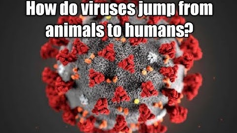 How do viruses jump from animals to humans?