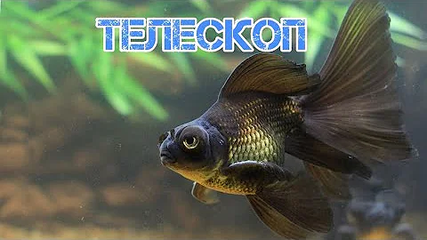 ТЕЛЕСКОП . СОДЕРЖАНИЕ В АКВАРИУМЕ