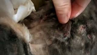 Remove Monster Mango Worms From Poor Dog Mango Worms Removal