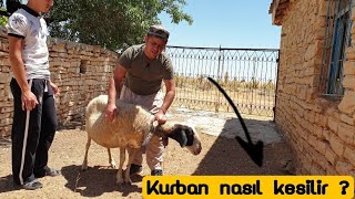 Kurban nasıl kesilir? Kurban keserken okunacak dualar nelerdir ? Not: Arka Sağ Ayak Boşta kalacak !