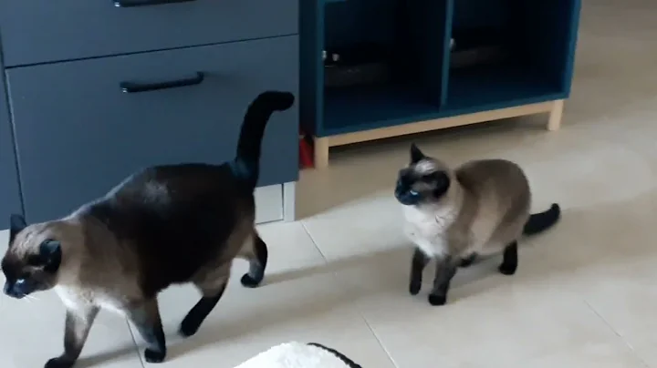 Watch the video about 💙Fat Siamese Cat shows who's the Boss 🐈😼😅 #shorts