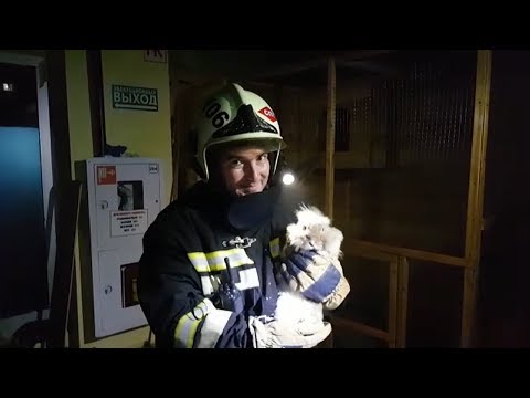 Спасённые животные и благодарность от Кадырова: что известно о пожаре в грозненском ТРЦ «Гранд Парк»