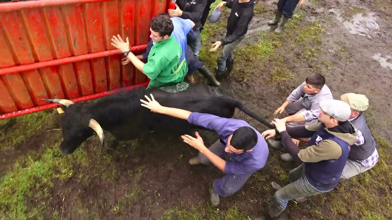 FP Wild Bulls - Branding The Cattle - Dia de Marcação e Vacinação Do Gado - Ilha Terceira - Açores