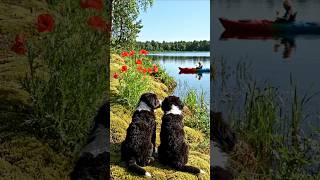 Beautiful view #dogs #nature #bot #revar #trending #viral