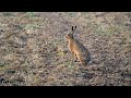 Hares on a misty morning - Hare Photography - Wildlife Photographer