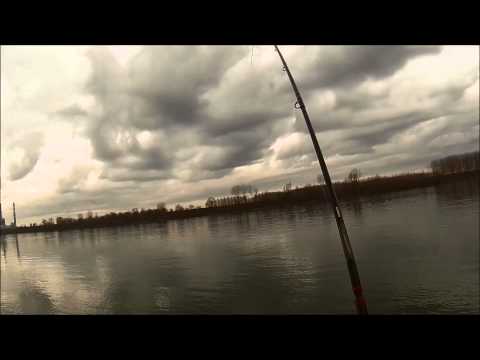 წვერა ფიდერით. усач на фидер 17/01/2015