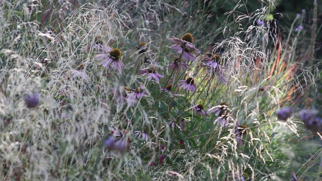 Echinacea and Deschampsia on windy day