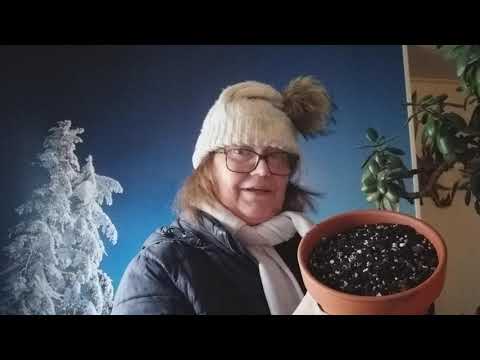 Video: Eastern Hellebore (20 Bilder): Plantering Och Vård, Sorter 