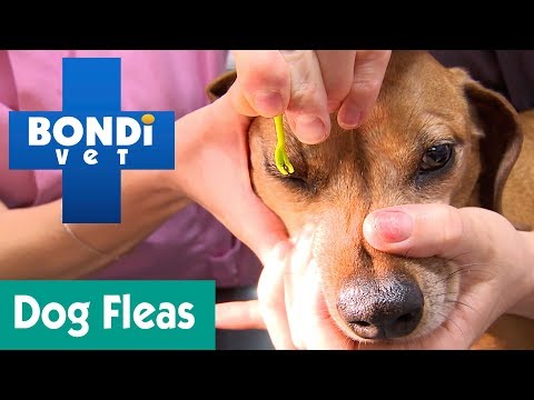 ভিডিও: Fleas থেকে 