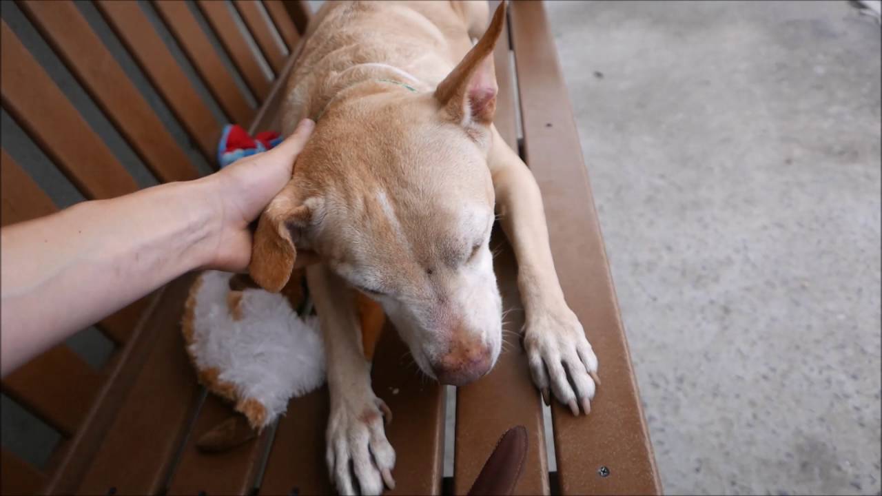 Masaya - A1079539 - Brooklyn ACC camera iphone 8 plus apk