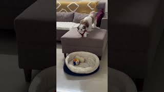 Mother Dog Teaches Puppy How To Jump