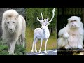 10 Most Beautiful White Animals in the World