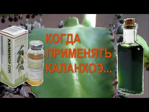 Видео: Каланхое усети