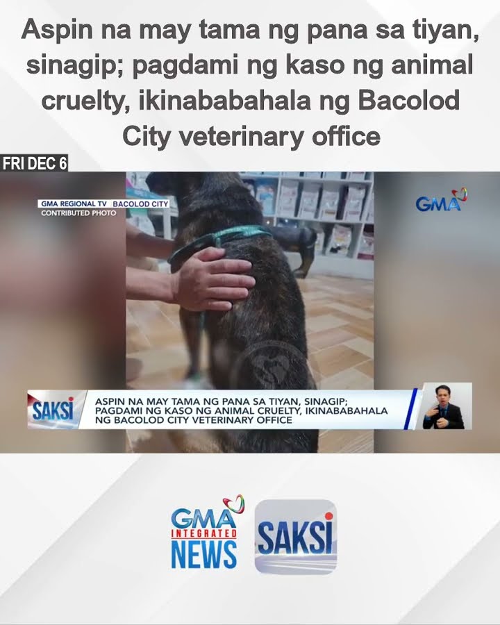 Aspin na may tama ng pana sa tiyan, sinagip; pagdami ng kaso ng animal cruelty,... | Saksi