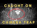 RARE Animals CAUGHT on Camera Traps - new species, believed extinct, never filmed, new range